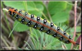 Spurge moth  caterpillar (<em>Hyles euphorbiae</em>), #7892