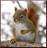 Red squirrel