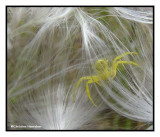 Goldenrod Crab spider, female (<em>Misumena vatia</em>) in milkweed seeds