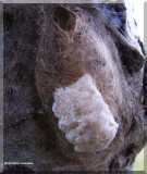 Possibly an egg case of a parasitic wasp on a tussock moth cocoon.