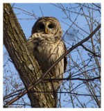 Barred Owl