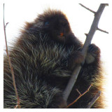 Porcupine