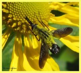 Bee fly (<em>Lepidophora lutea</em>) on Sneezeweed