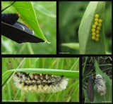 Ctenucha moth life cycle (<em>Ctenucha virginica</em>), #8262