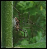 Harvestman  (<em>Phalangidae</em>)