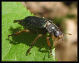 Scarab beetle  (<em>Dichelonyx</em>)