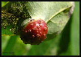 Gall on a willow leaf