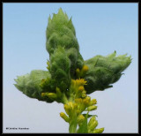 Goldenrod bunch galls on Tall Goldenrod