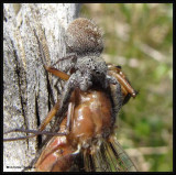 Jumping spider (<em>Phidippus princeps</em>) with dragonfly