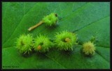 Galls with larvae on hawthorn leaf (<em>Crataegus</em> sp.)