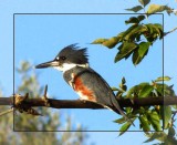 Belted kingfisher, male