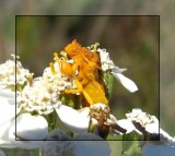 Ambush bug (Phymata)