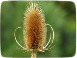 Teasel