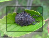 Stinkbug nymph (<em>Brochymena</em>)