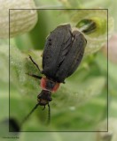 Soldier beetle (<em>Podabrus tricostatus</em>)