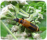 Pennsylvania leatherwing (<em>Chauliognathus pensylvanicus</em>)