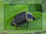 Burying beetle (<em>Necrophila americana</em>)