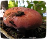 Mushroom, Russula sp.
