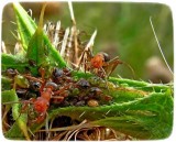 Aphids and ants