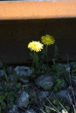 IMG_1071.JPG