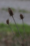 IMG_1185.JPG