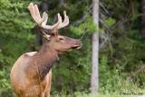 Elk - Banff NP