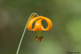 Flower - Wells Gray Provincial Park