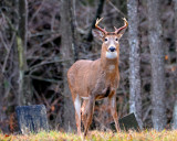 cemetery buck.jpg