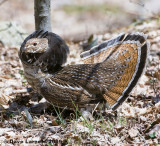 ruffed grouse 4.17.2.jpg