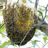 honeybees2.jpg