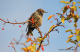 Leaves starlings 125.jpg