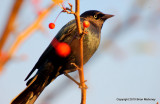 Leaves starlings 161.jpg