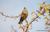 Leaves starlings 124.jpg