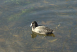 padden ducks 026.jpg