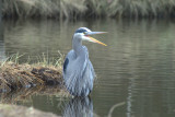 heron d2 011.jpg