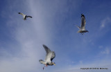 seagull feed padden 060.jpg