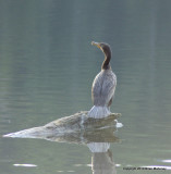 seagull feed padden 108.jpg