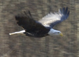 eagles padden race dip 174.jpg