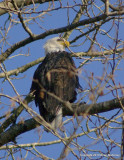 eagles tamron 4 8 046.jpg