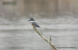 heron kingfisher bb 034.jpg
