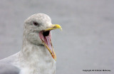 eagles geese ducks orange thrush 023.jpg