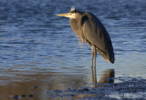 eagle bbay heron 1 30 11 024.jpg