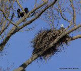 eagle nest 1   2 1 11 164.jpg