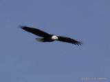 bb eagle nest 047.jpg