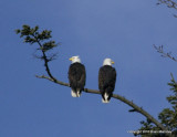 bb eagle nest 125.jpg