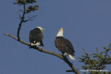 bb eagle nest 168.jpg