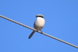 Loggerhead Shrike