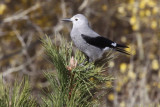 Clarks Nutcracker