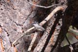 Mountain Chickadee