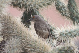 Curve-billed Thrasher